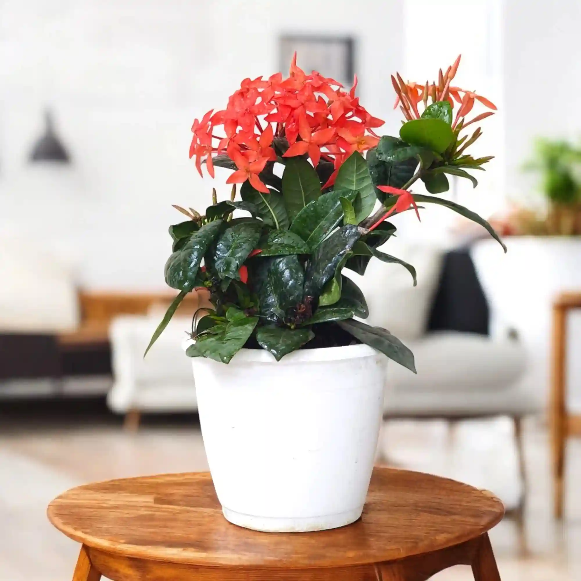 Dwarf Ixora